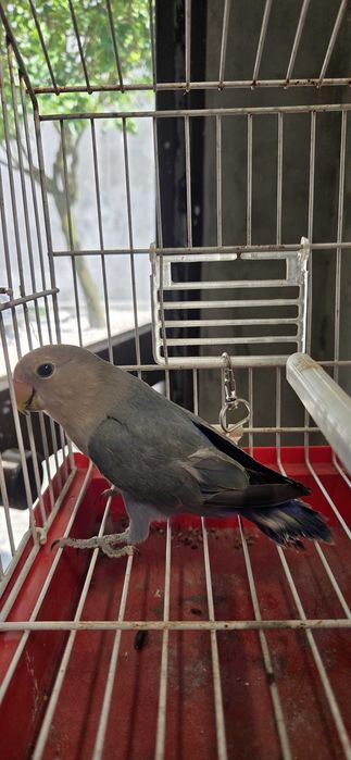 Vendo Agapornis roseicollis