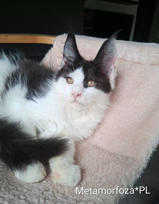 Kocurek maine coon