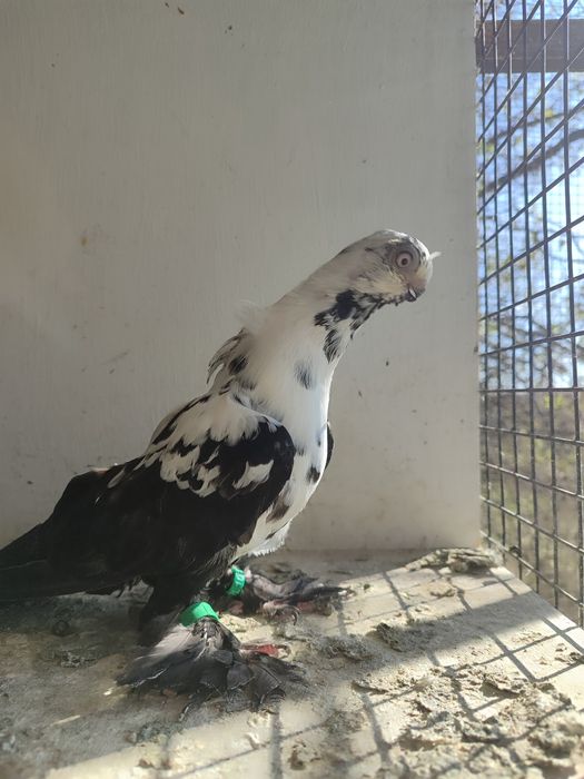 Motyl warszawski samica 25r