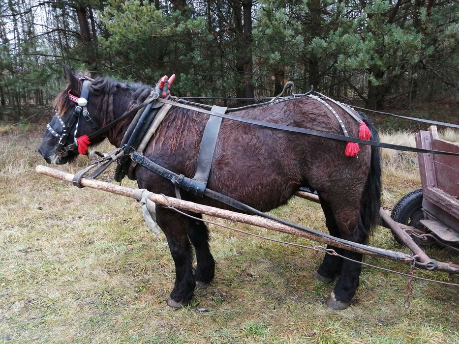 Sprzedam klacz karą 5 lat