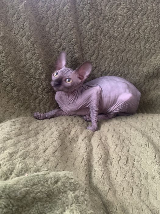 Кекс хлопчик сфінкс