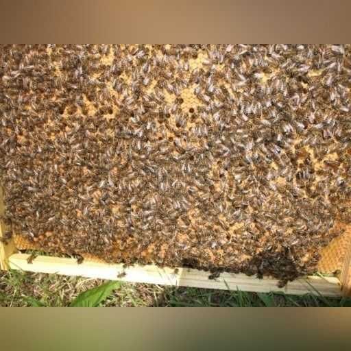 Odkłady pszczele na ramce DADANT na rok 2026