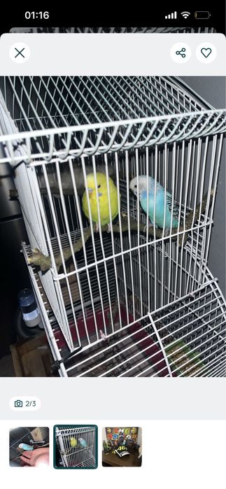 Piriquitos australianos