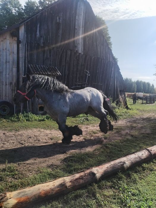 Sprzedam Ogiera Hipek