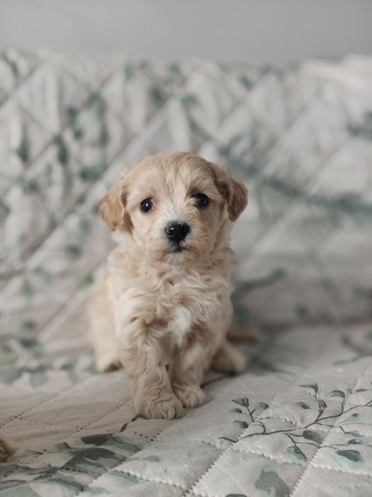 Maltipoo. Suczka o imieniu Chmurka. Badania genetyczne.
