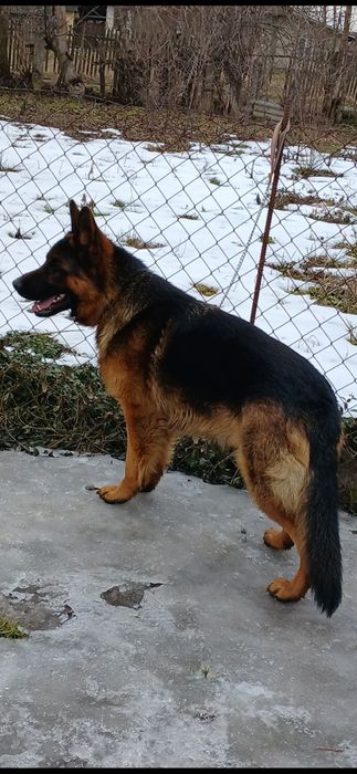 Німецька вівчаока