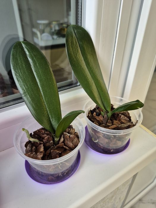 Дітки рожево-фіолетової орхідеї