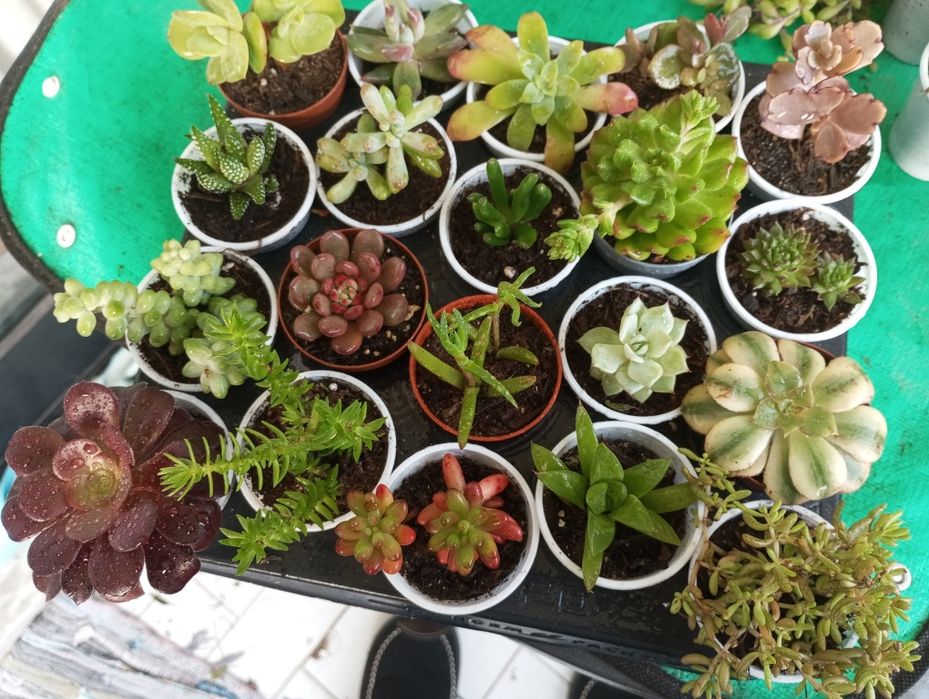 Pak de pequenas suculentas variadas