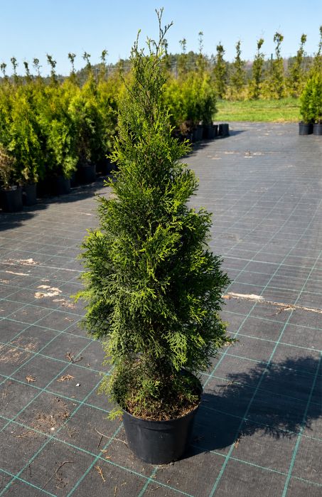 thuja szmaragd 100 cm od producenta