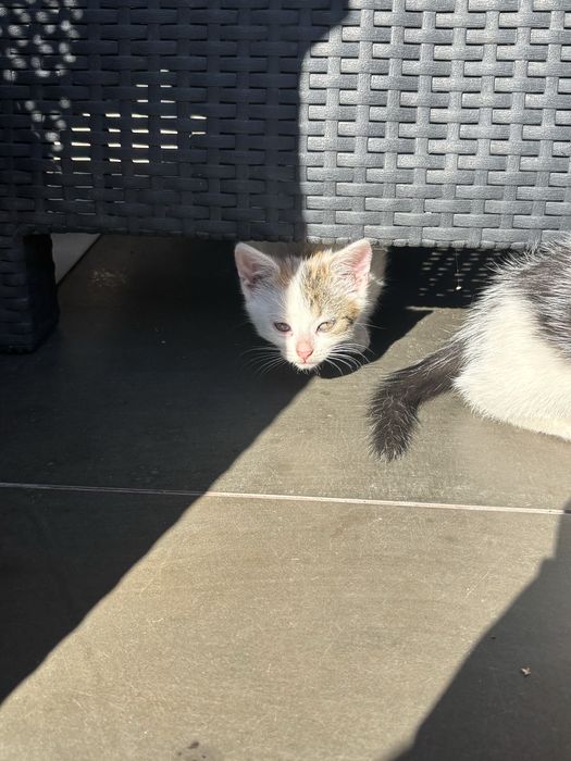 Kotki do adopcji