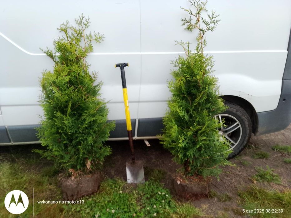 Gęsta Tuja (tuje) Brabant Prosto z Plantacji