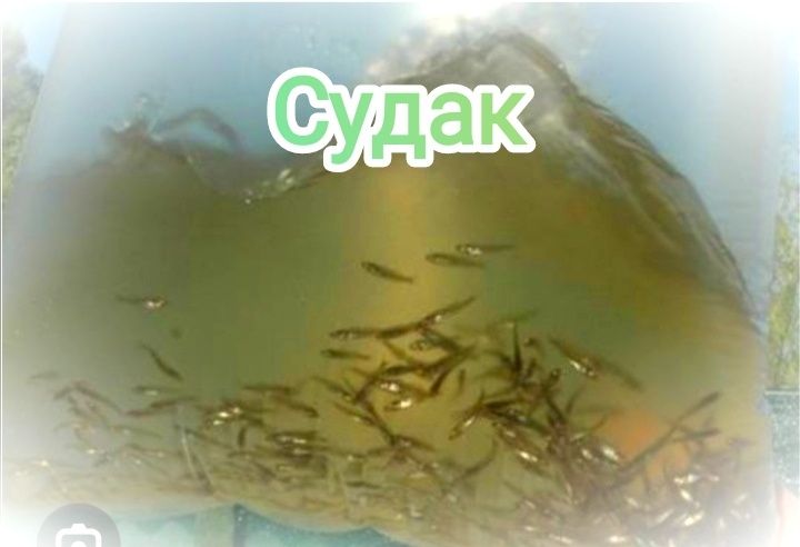 Судак.Рыбка.Хищник.Личинка.