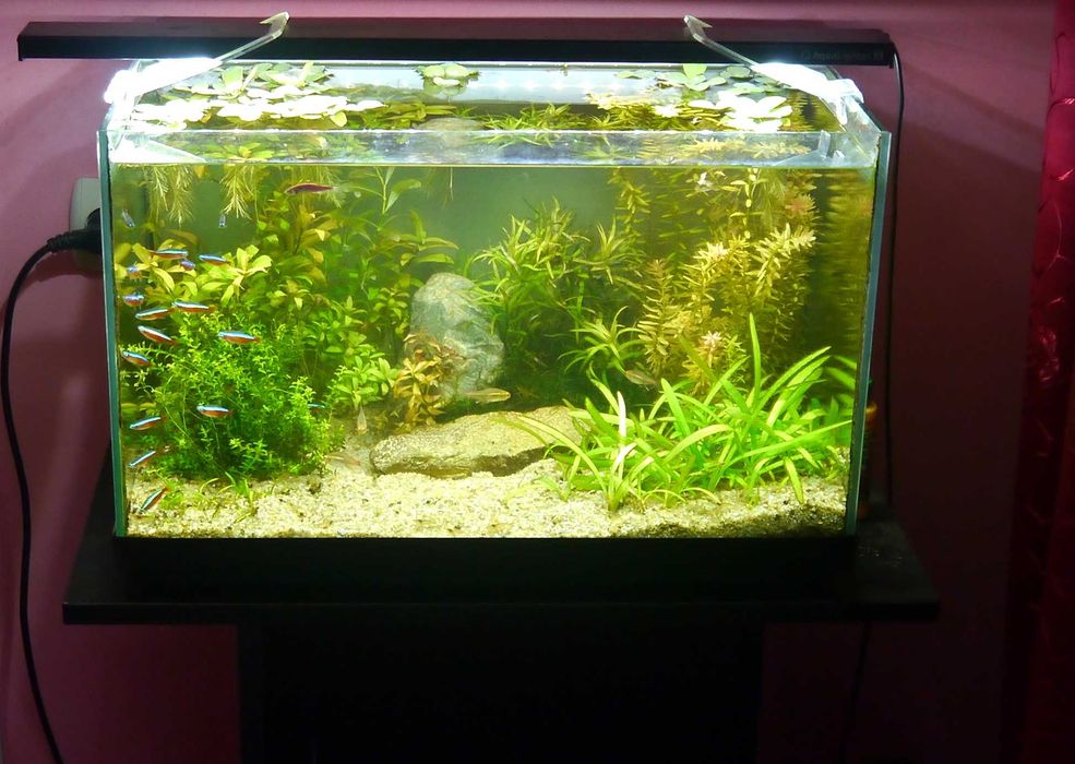 Обслуговування акваріумів декоративних та торгових