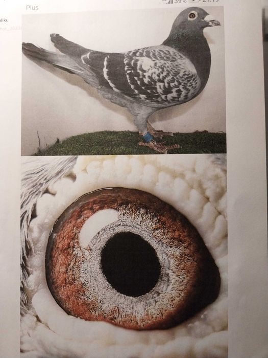 Gołebie pocztowe syn 2 As-Vogel linia Koopman Zitter