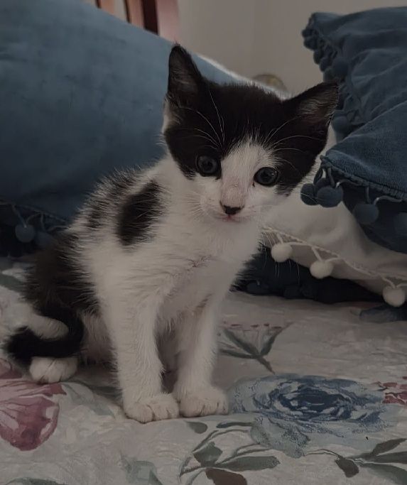 Da se gatinhos para adoção responsável
