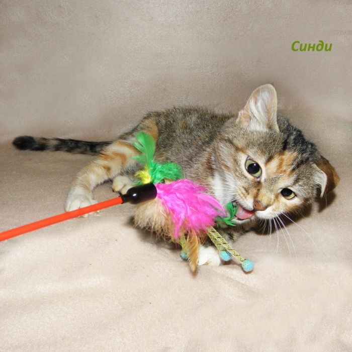 Маленькая, красивая котенок-девочка Синди, похожая на барханную