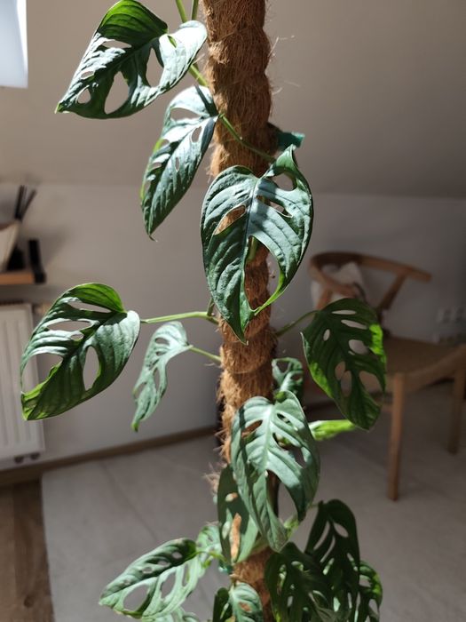 Monstera Adansonii (Monkey Mask)