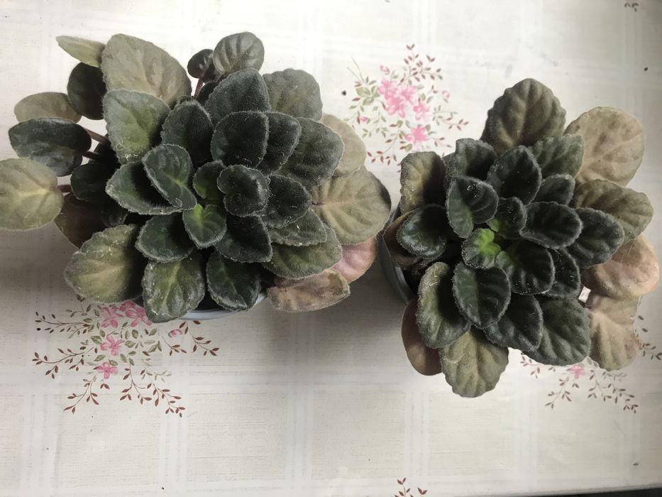 Фіалки, фіалка кімнатна