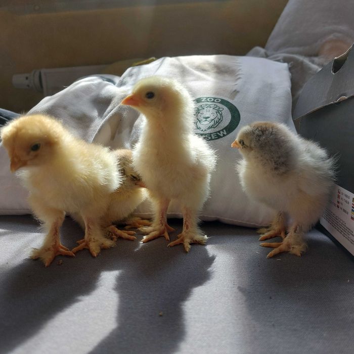 Brahma olbrzymia pisklęta kurczaki