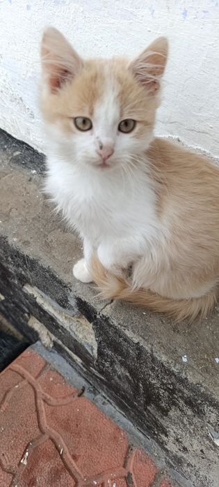 Киця в гарні рук