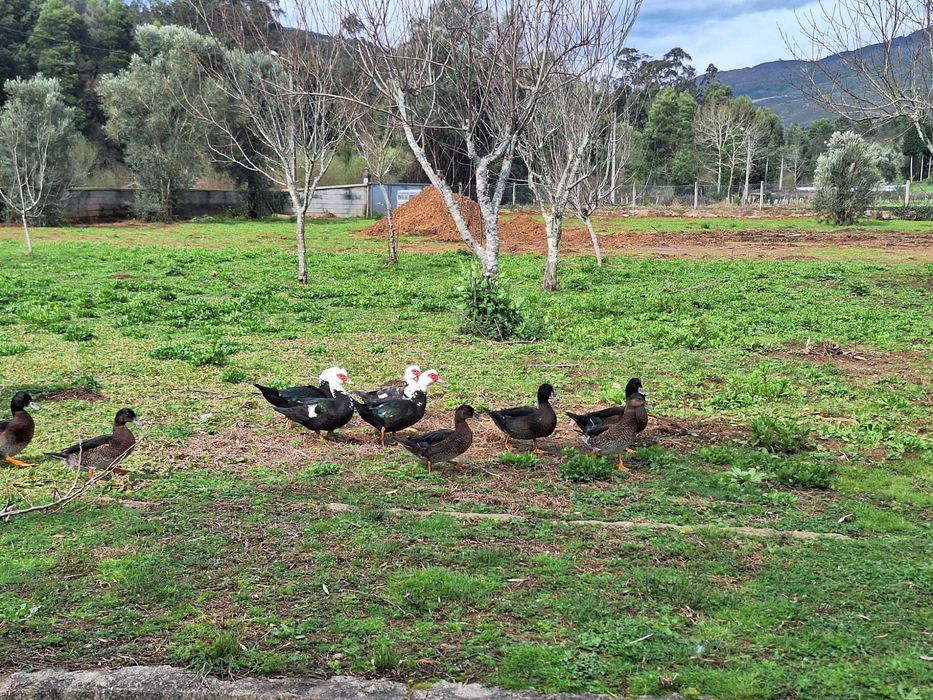 Patas e Patos Mudos Criação Caseira
