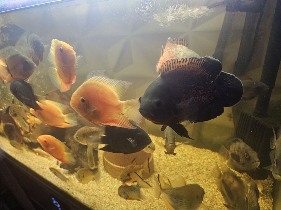Severum red gold