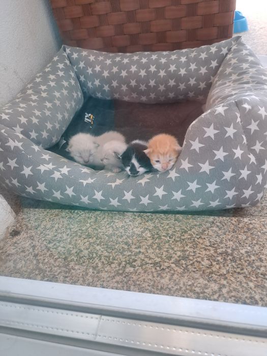 Gatos para adopção