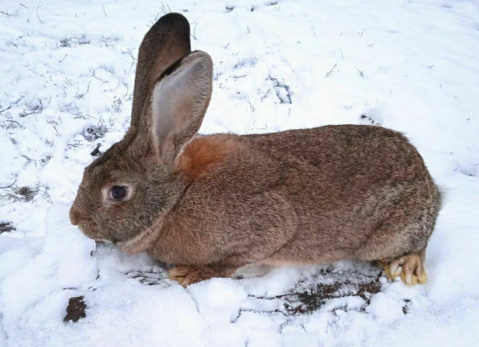 Króliki 3kg do dalszej hodowli