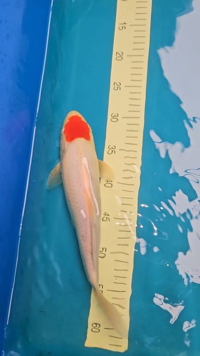 Tancho kohaku - Carpa Koi c/certificado