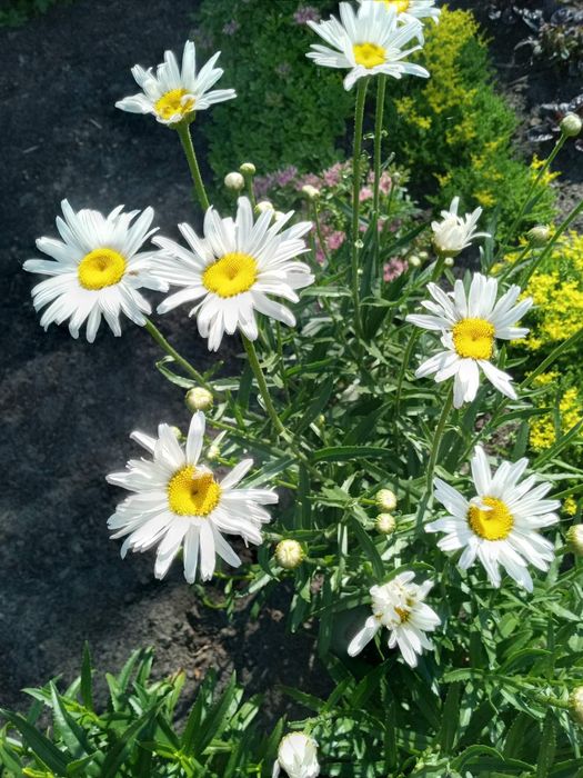 Армерія, Флокс розчепірений,Ромашка