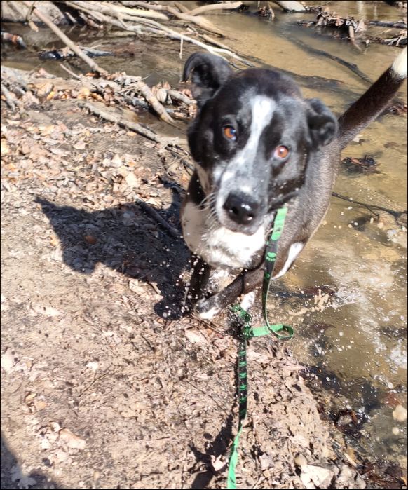 Przyjazny, grzeczny, pełen życia CORN