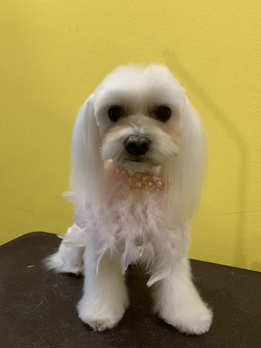 Стрижка котов, собак, кроликов,  Опытный грумер!