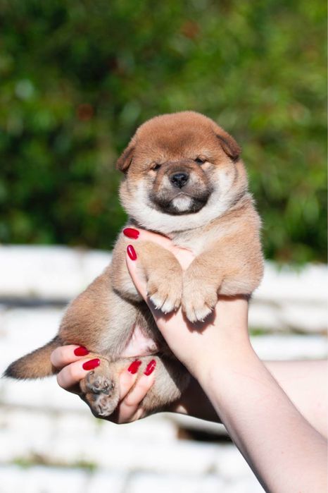 Шиба цуценята shiba inu