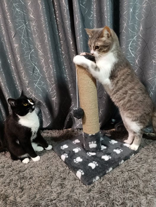 Кігтєточка для  котів. Дряпка, царапка для активних котиків