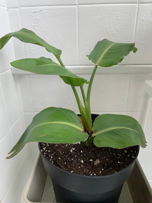 A estrelícia popularmente conhecida como Ave do Paraíso