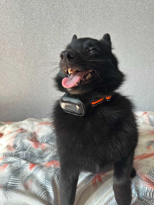 Анти гавкіт нашийник для собак ультразвуковий з вібрацією DOAKT Bark