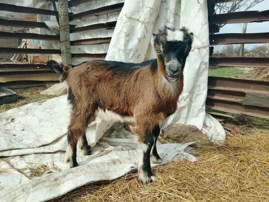 Обменяю козлика ! Или продажа !