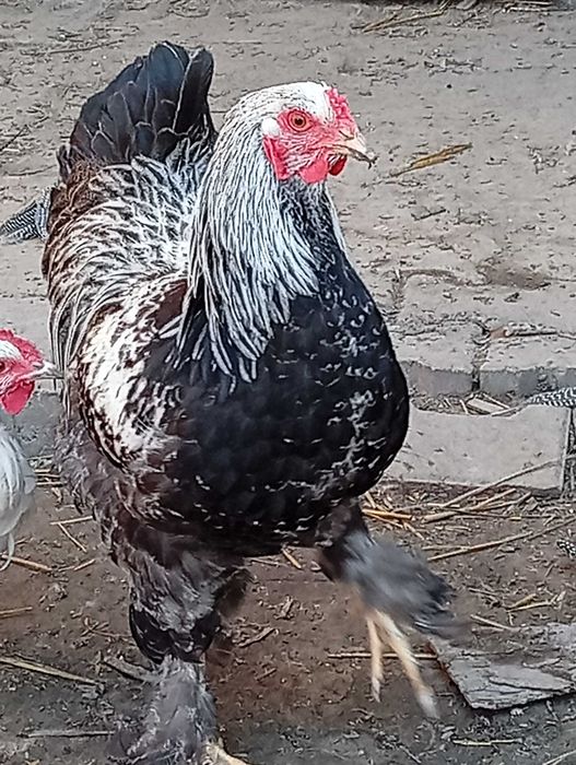 kogut brahma srebrna