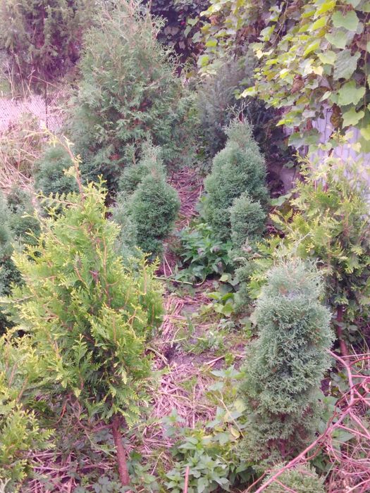 Туї, япівці, самшит. Декоративні рослини