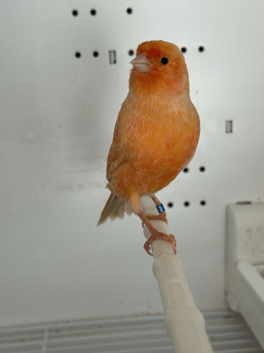 Canários Arlequim e Vermelho