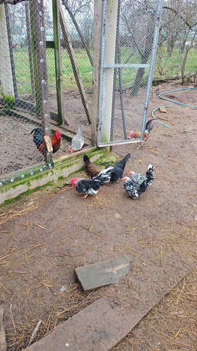 Jaja od liliputek do wylęgu