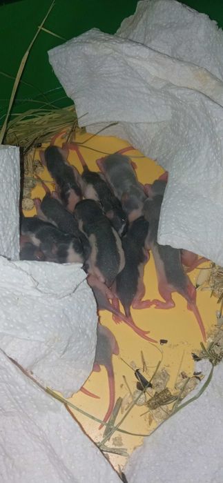 Криси породи "дамбо"