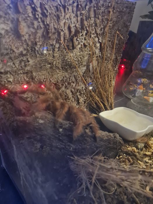 Ptasznik Nhandu tripepii z terarium 30x30