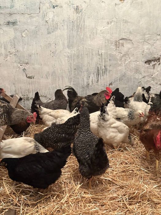 Ккрі Домінанти вік 5 місяців