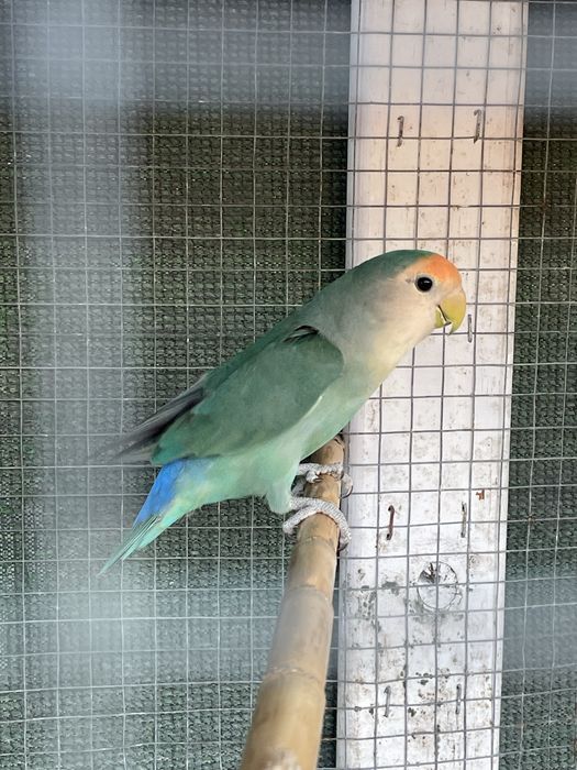 Agaporni Verde Femea