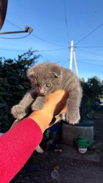 Котики в добрі руки