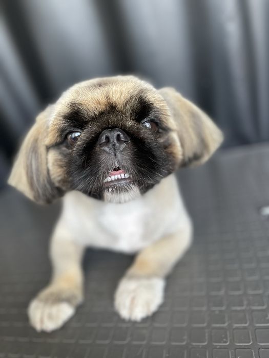 Стрижка собак Лівобережна,Русановка,Воскресенка,Березняки