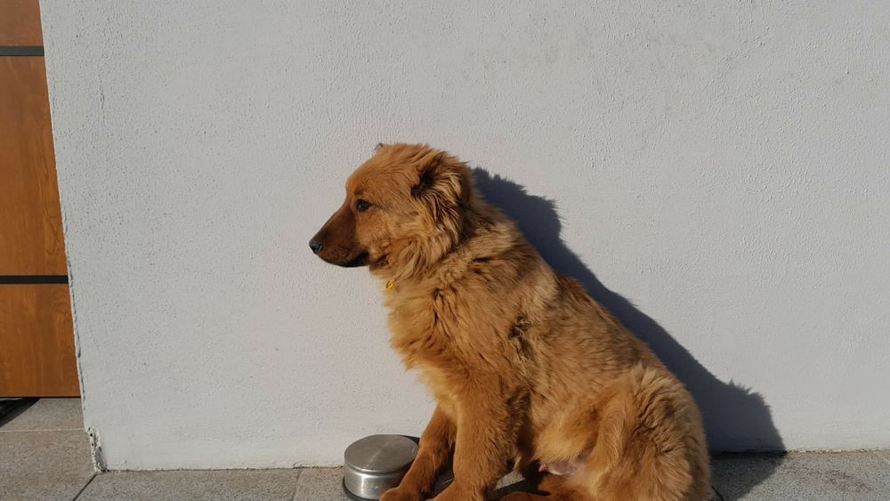 Oddam za darmo oddam