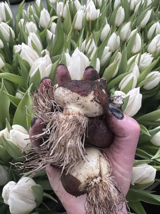 Цибулини тюльпанів після вигонки