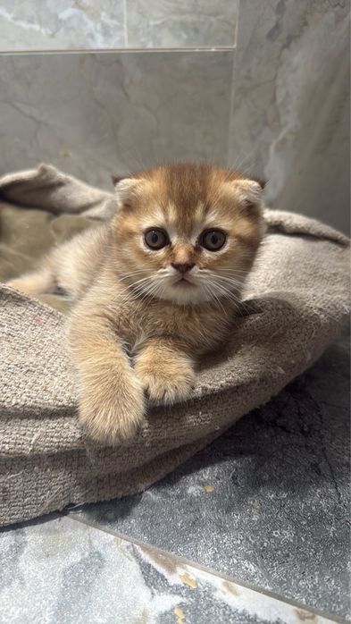 Шикарний антистрес